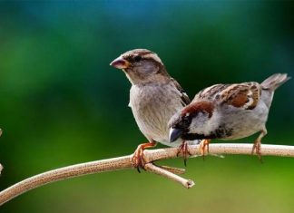 Luận giải ý nghĩa giấc mơ thấy chim sẻ chuẩn tâm linh