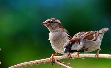 Luận giải ý nghĩa giấc mơ thấy chim sẻ chuẩn tâm linh