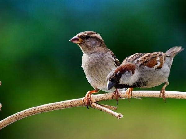 Luận giải ý nghĩa giấc mơ thấy chim sẻ chuẩn tâm linh