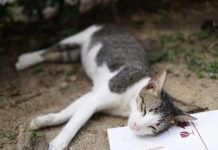 Nằm mơ thấy mèo chết sống lại rồi chết lần nữa