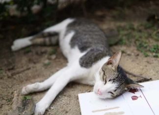 Nằm mơ thấy mèo chết sống lại rồi chết lần nữa