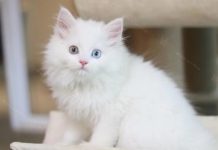 Nằm mơ thấy mèo trắng mang ý nghĩa gì có số gì may mắn