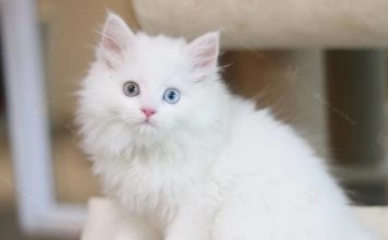 Nằm mơ thấy mèo trắng mang ý nghĩa gì có số gì may mắn