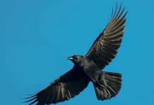 Nằm mơ thấy chim màu đen là điềm gì số gì giải vận?