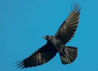 Nằm mơ thấy chim màu đen là điềm gì số gì giải vận?