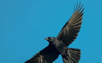 Nằm mơ thấy chim màu đen là điềm gì số gì giải vận?