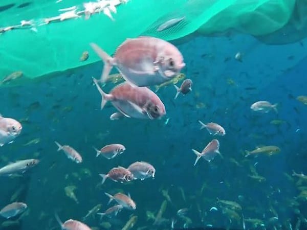 Giải mã chi tiết các giấc mơ thấy đàn cá đang bơi là hên hay xui