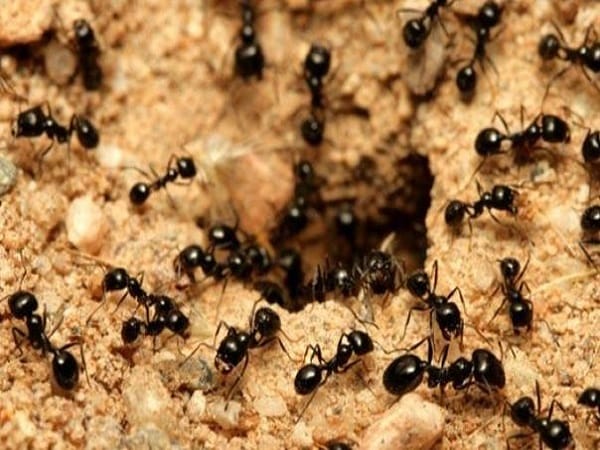 Giải mã nằm mơ thấy đàn kiến là tốt hay xấu, số gì lộc?