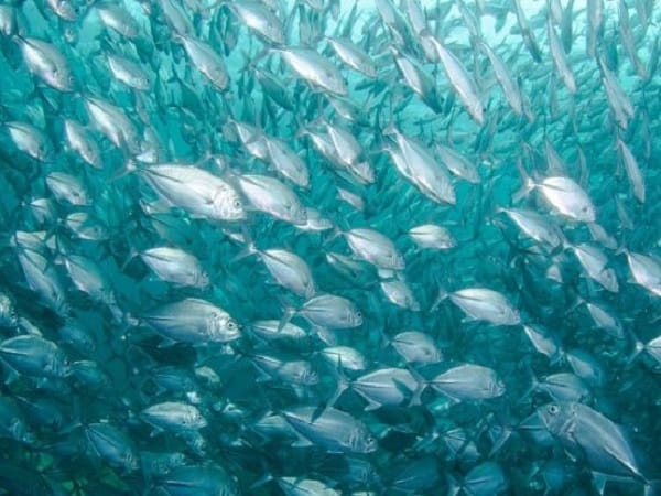 Nằm mơ thấy đàn cá đang bơi hên hay xui, con số gì may?