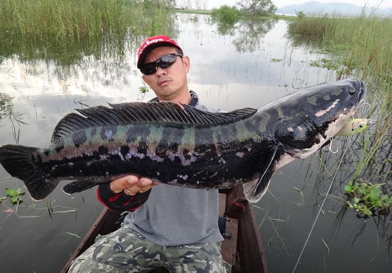 Chiêm bao thấy bắt được cá lớn