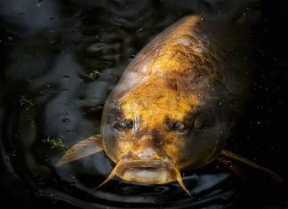 Nằm mơ thấy cá lớn là điềm gì? Lộc đến hay vận xui?