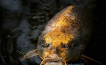 Nằm mơ thấy cá lớn là điềm gì? Lộc đến hay vận xui? Nằm mơ thấy cá lớn là điềm gì? Lộc đến hay vận xui?