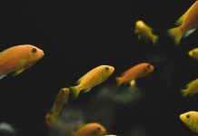 Bật mí nằm mơ thấy cá nhỏ là điềm gì, con gì đại cát? Bật mí nằm mơ thấy cá nhỏ là điềm gì, con gì đại cát?