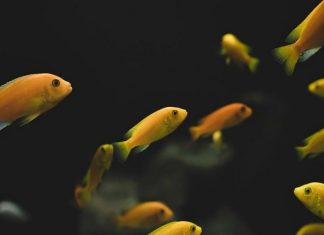 Bật mí nằm mơ thấy cá nhỏ là điềm gì, con gì đại cát?