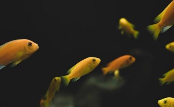 Bật mí nằm mơ thấy cá nhỏ là điềm gì, con gì đại cát? Bật mí nằm mơ thấy cá nhỏ là điềm gì, con gì đại cát?