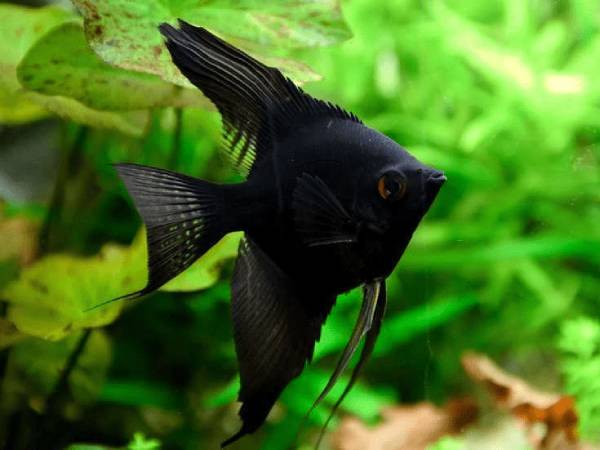 Luận giải ý nghĩa cá đen trong phong thủy và tâm linh