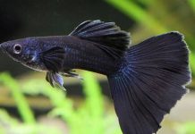 Giải mã con cá đen số mấy trong từng trường hợp cụ thể