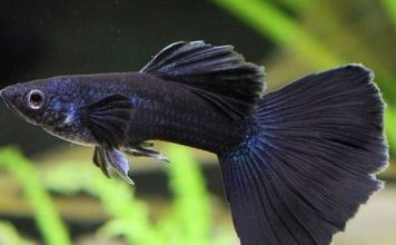 Giải mã con cá đen số mấy trong từng trường hợp cụ thể