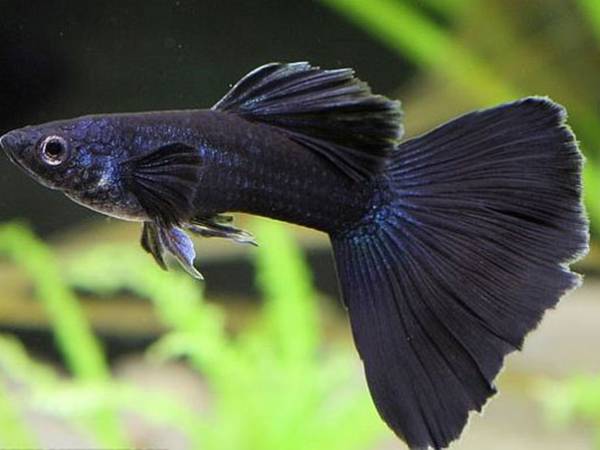 Giải mã con cá đen số mấy trong từng trường hợp cụ thể