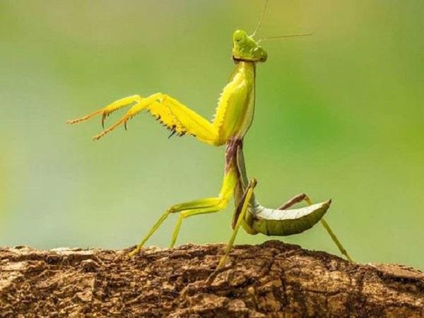 Giải mã chi tiết giấc mơ thấy bọ ngựa