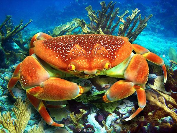 Con cua số mấy? Giải mã nằm mơ thấy cua là điềm gì?