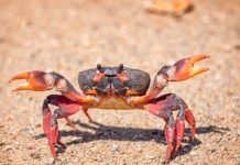 Con cua số mấy? Giải mã nằm mơ thấy cua là điềm gì?