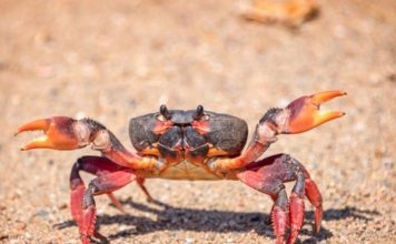 Con cua số mấy? Giải mã nằm mơ thấy cua là điềm gì?