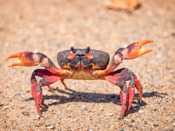 Con cua số mấy? Giải mã nằm mơ thấy cua là điềm gì?