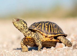 Giải mã may mắn: Con rùa số mấy giúp thu hút vận đỏ?