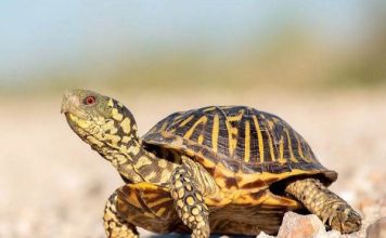 Giải mã may mắn: Con rùa số mấy giúp thu hút vận đỏ? Giải mã may mắn: Con rùa số mấy giúp thu hút vận đỏ?