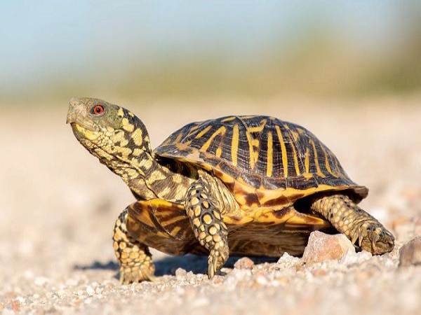 Giải mã may mắn: Con rùa số mấy giúp thu hút vận đỏ?