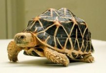 Mơ thấy rùa khổng lồ