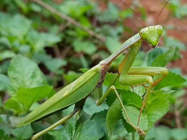 Con bọ ngựa số mấy theo quan niệm dân gian?