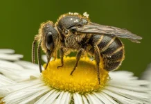 Sự thật nằm mơ thấy con ong số mấy, là điềm tốt hay xấu?