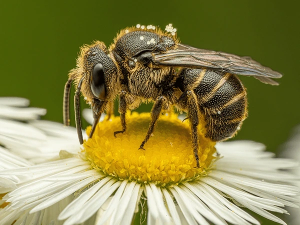 Sự thật nằm mơ thấy con ong số mấy, là điềm tốt hay xấu?