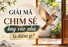 Giải mã chim sẻ bay vào nhà là điềm gì, có mang tới vận may? Giải mã chim sẻ bay vào nhà là điềm gì, có mang tới vận may?