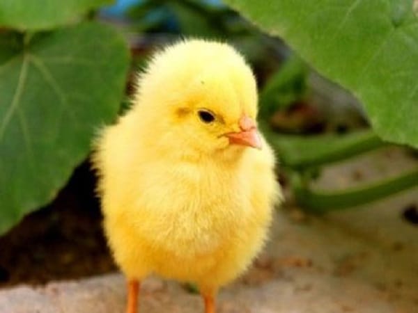 Giải mã con gà con số mấy cùng con số liên quan đến gà con