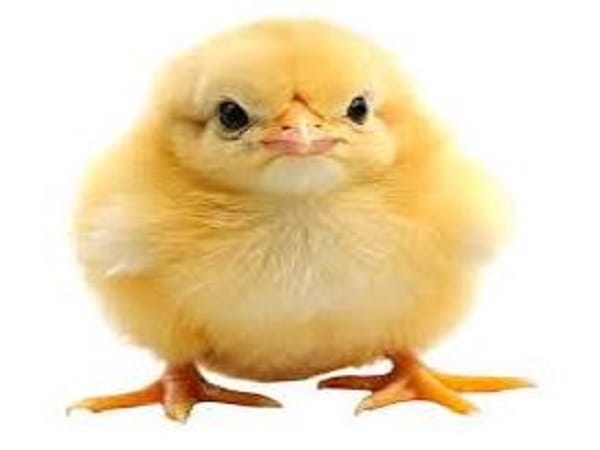 Gà con số mấy theo quan niệm dân gian?