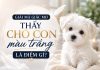 Sự thật nằm mơ thấy chó con màu trắng con số gì may mắn? Sự thật nằm mơ thấy chó con màu trắng con số gì may mắn?