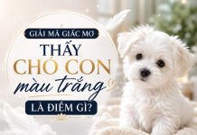 Sự thật nằm mơ thấy chó con màu trắng con số gì may mắn? Sự thật nằm mơ thấy chó con màu trắng con số gì may mắn?