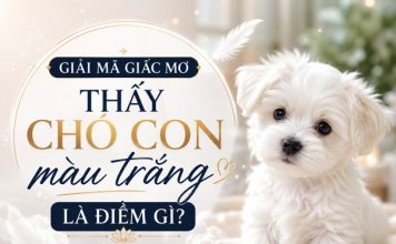 Sự thật nằm mơ thấy chó con màu trắng con số gì may mắn?