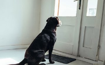 Hé lộ nằm mơ thấy chó đen vào nhà có con số tài lộc nào?