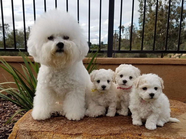 Giải mã nằm mơ thấy chó con màu trắng đánh con gì, số mấy may mắn?